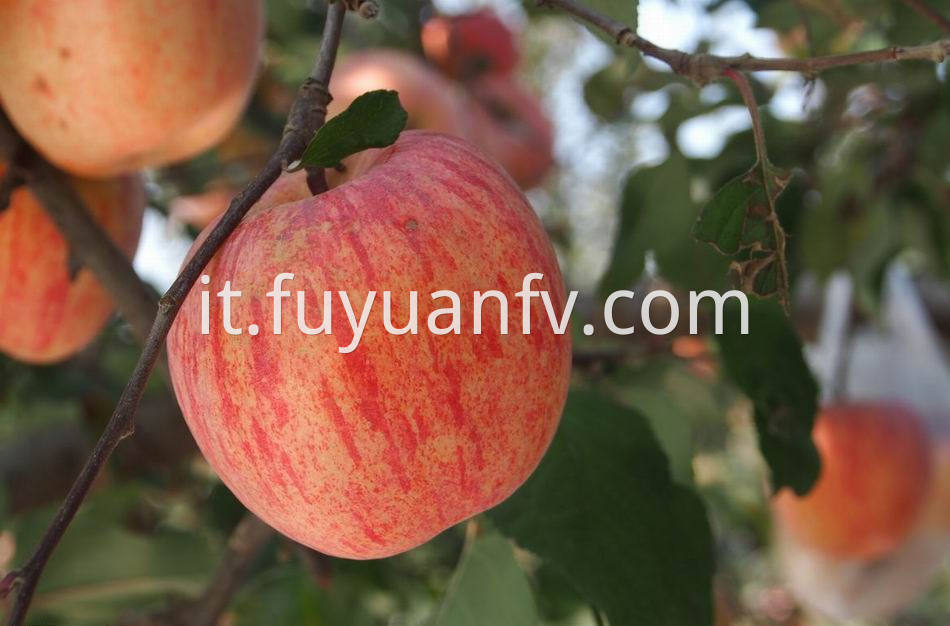 Fuji Apple 53